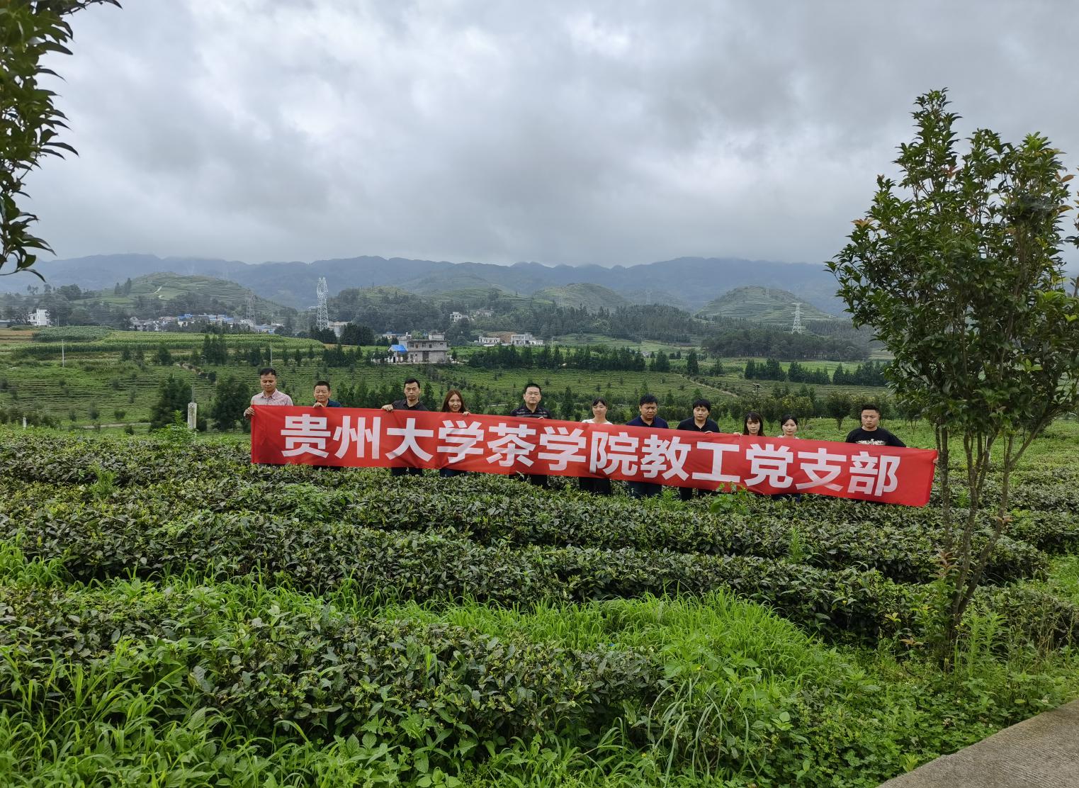 【领航新征程】贵州茶园面积连续四年位居全国第一-当代先锋网